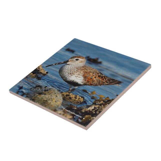 A Beautiful Dunlin Goes Solo Tile (Side)