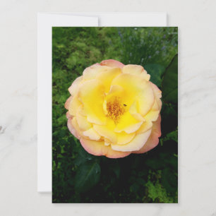 A Beautiful Garden Rose and Insect Blank Card