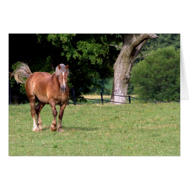 A Beautiful Horse (Front Horizontal)