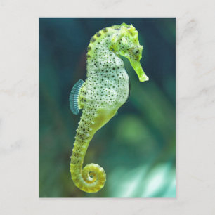 A Beautiful Knysna Seahorse Postcard