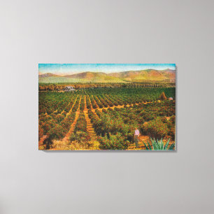 A Beautiful Orange GroveState Canvas Print