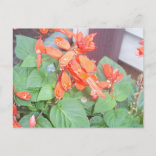 A beautiful orange Salvia bloom Postcard