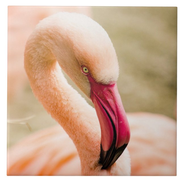 A Beautiful Pink Flamingo  Tile (Front)