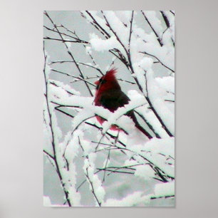 A Beautiful Red Cardinal In The Bushes Covered Wit Poster