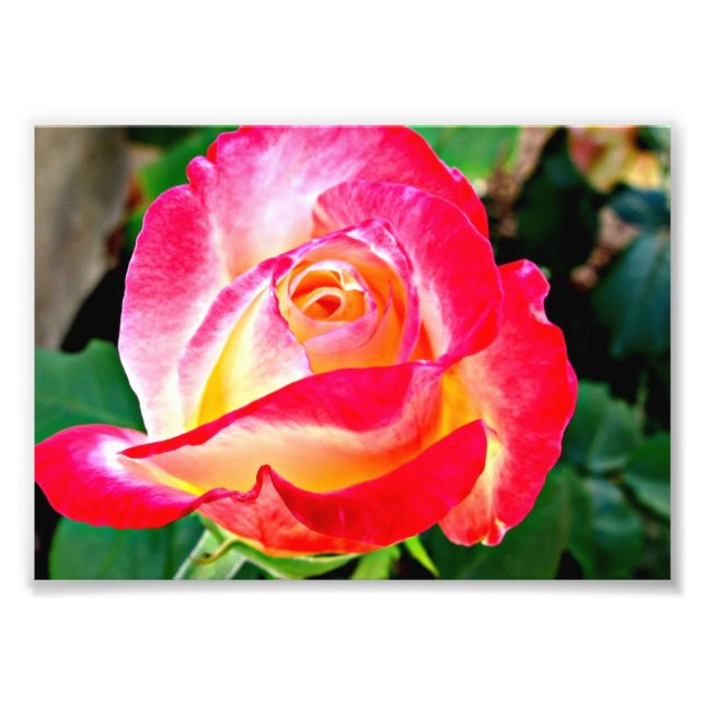 A Beautiful Rose Photo Print (Front)