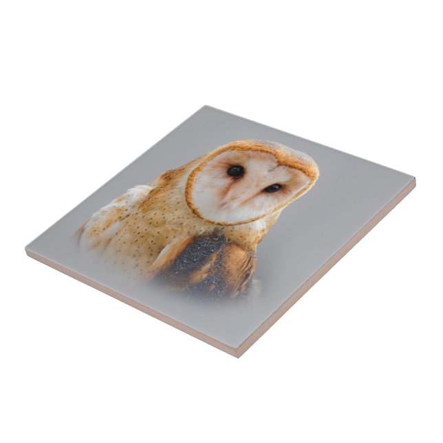 A Beautiful Serene Barn Owl Tile (Side)