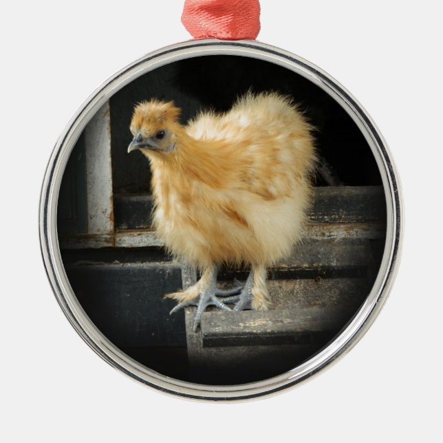 a beautiful Silkie Bantam Chicken picture. Metal Ornament (Front)