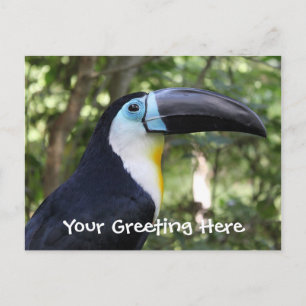 A Beautiful Toucan Photo Postcard