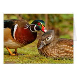 A Beautiful Touching Moment Between Wood Ducks