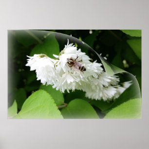 A bee on one page poster