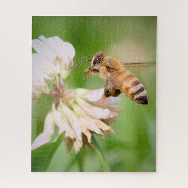 A Bee's Quiet Errand on White Clover Jigsaw Puzzle (Vertical)