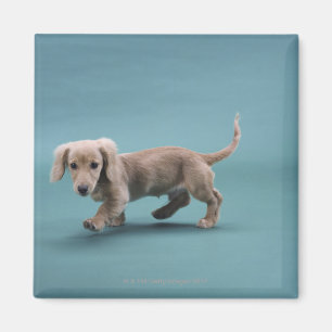 A beige small dachshund walking magnet