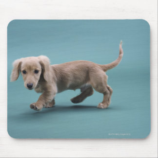 A beige small dachshund walking mouse pad