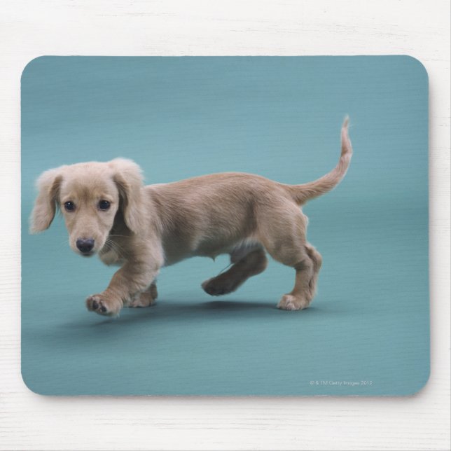 A beige small dachshund walking mouse pad (Front)