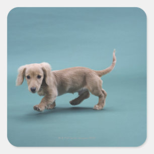 A beige small dachshund walking square sticker