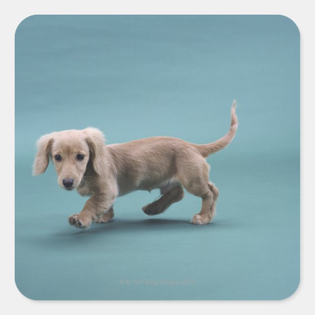 A beige small dachshund walking square sticker (Front)