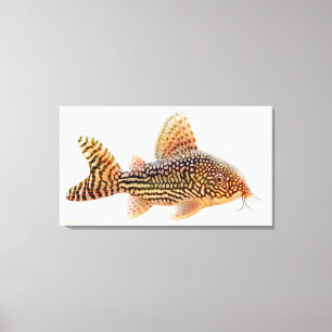 A Big Corydoras Sterbae Catfish Wrapped Canvas