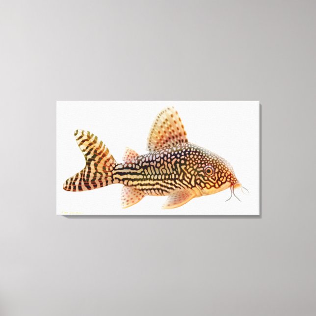 A Big Corydoras Sterbae Catfish Wrapped Canvas (Front)