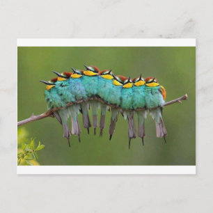A Bird-erpillar Postcard