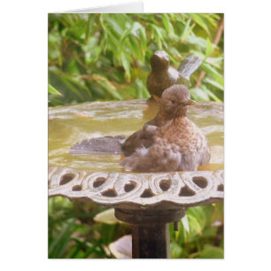 A Bird In The Bath