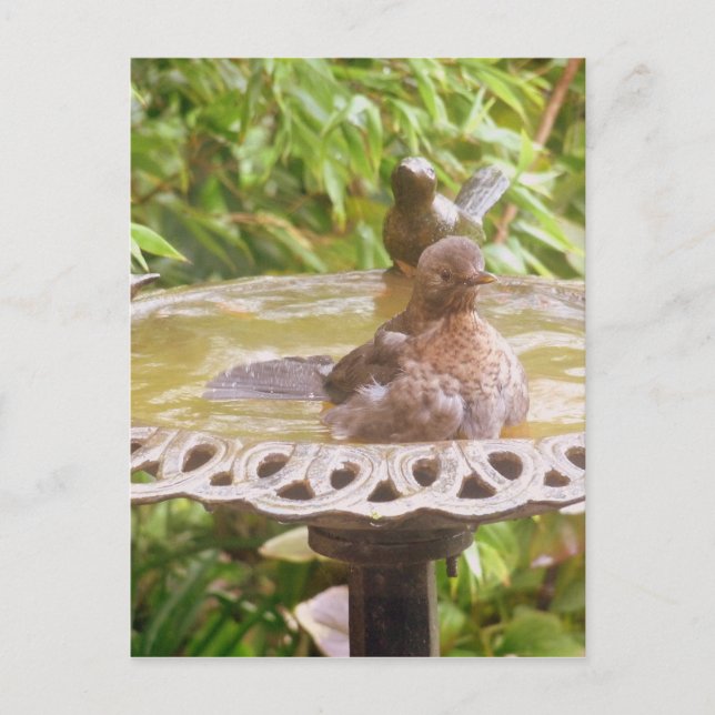A Bird In The Bath Postcard (Front)