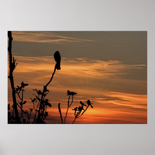 a bird in the tree at sunset poster (Front)