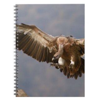A Bird of Prey Notebook