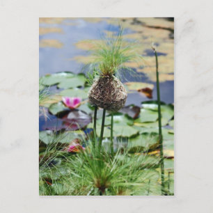 A Birds Nest Postcard