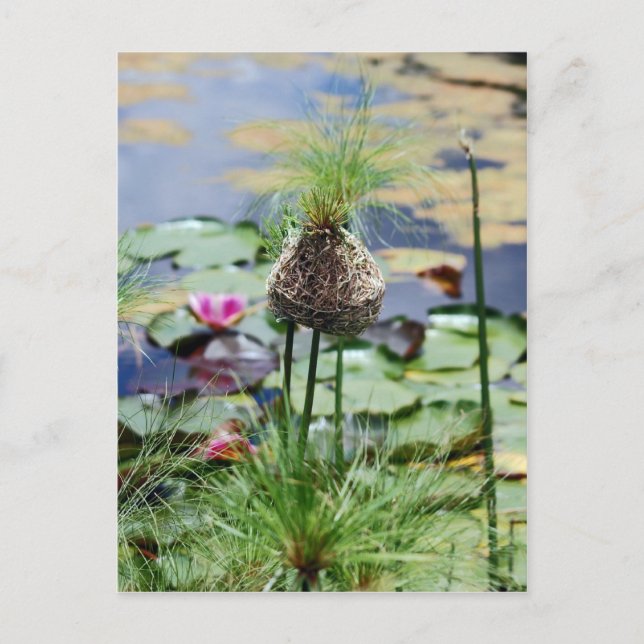 A Birds Nest Postcard (Front)