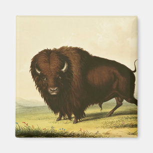 A Bison, c.1832 Magnet