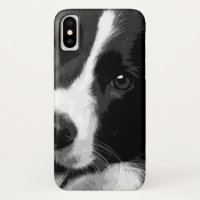 A black and white Border collie