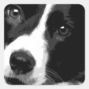 A black and white Border collie Square Sticker