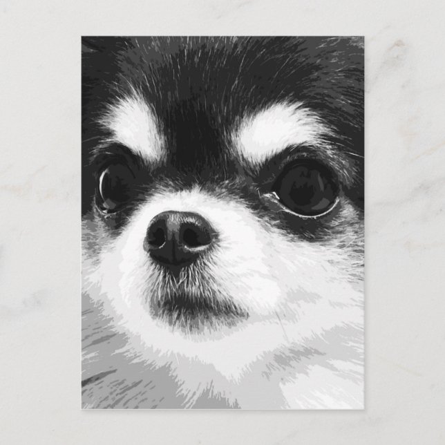 A black and white Chihuahua Postcard (Front)