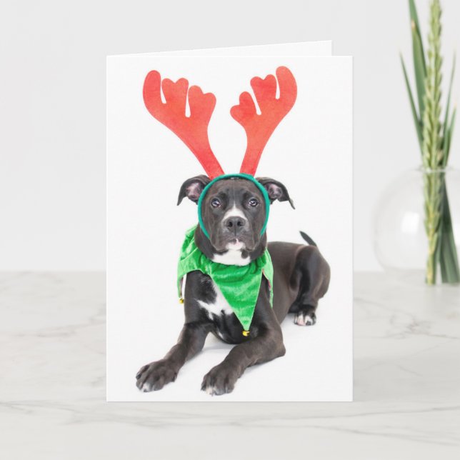A black and white Labrador Retriever/Pit Bull Holiday Card (Front)