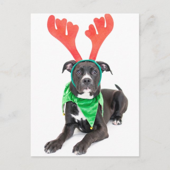 A black and white Labrador Retriever/Pit Bull Postcard (Front)