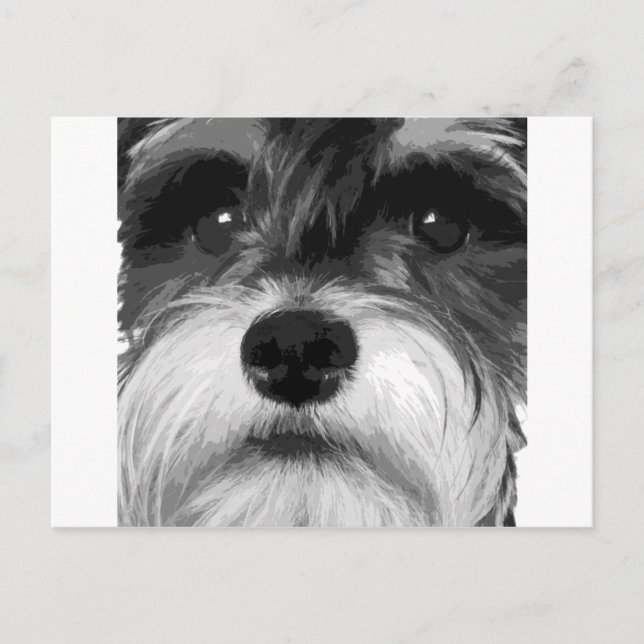 A black and white Miniature Schnauzer Postcard (Front)
