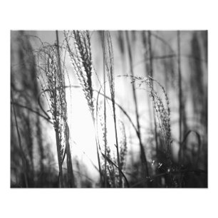 A black and white photo of tall grass at sunset print