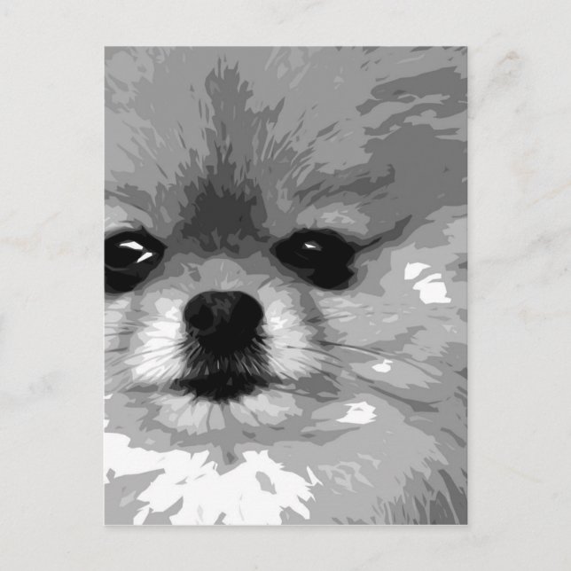 A black and white Pomeranian Postcard (Front)