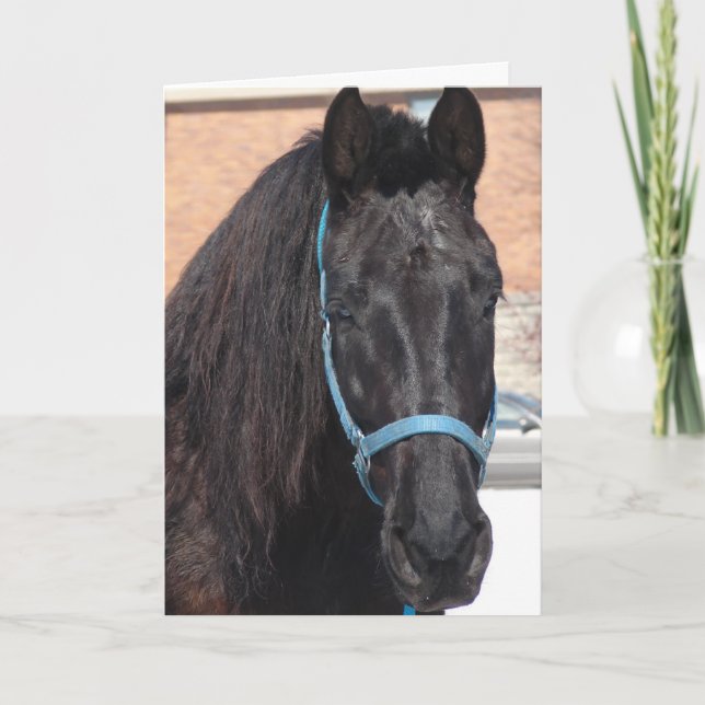 A Black Beauty Card (Front)