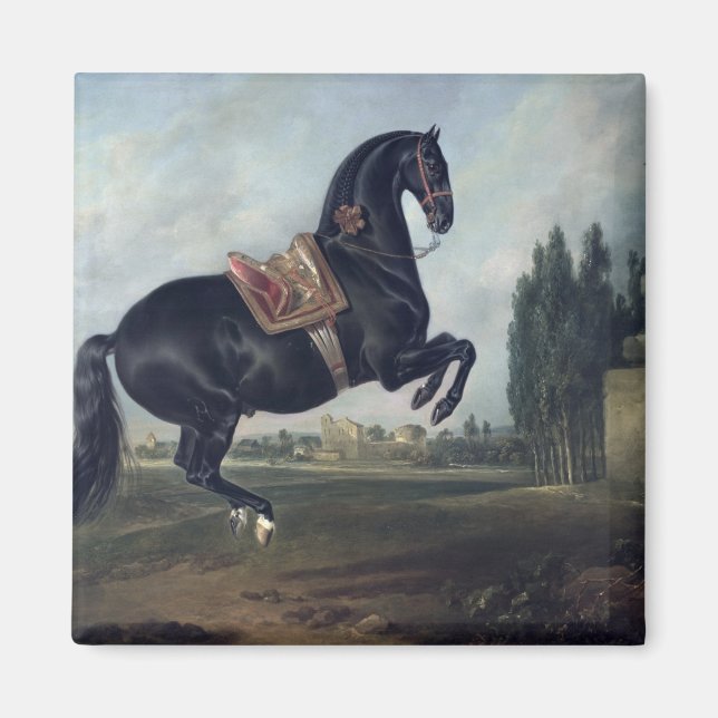 A black horse performing the Courbette Magnet (Front)