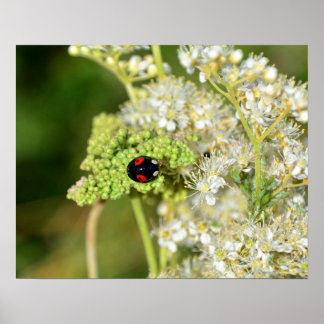A black ladybug with red spots poster