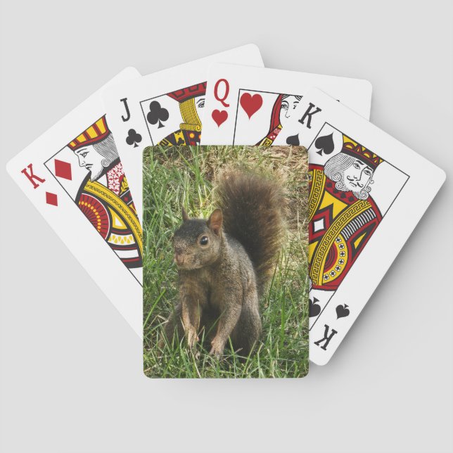 A black squirrel playing cards (Back)