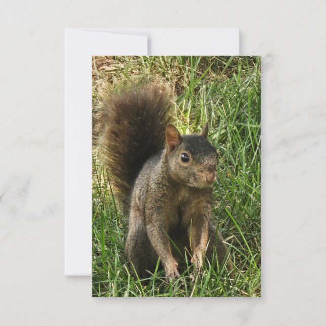 A black squirrel RSVP card (Front)