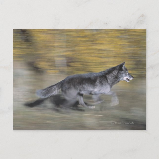 A black wolf on the run postcard (Front)