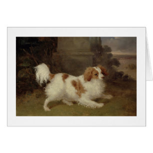 A Blenheim Spaniel, c.1820-30 (oil on canvas)