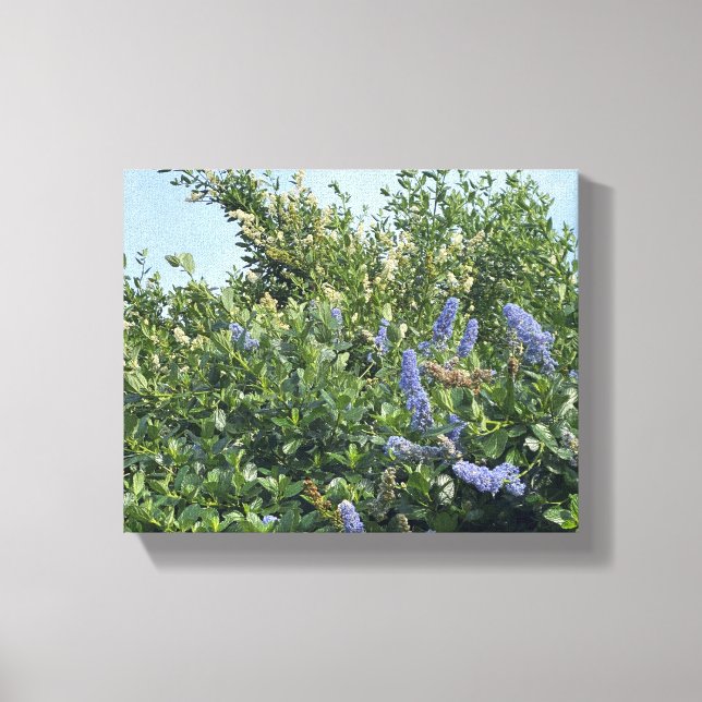 A Blooming California: Blue blossoms Canvas Print (Front)