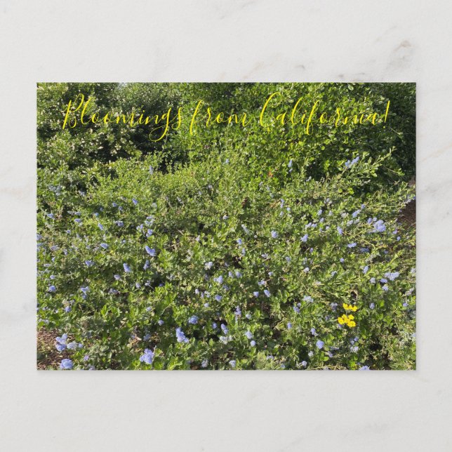 A Blooming California: Blue Blossoms Postcard (Front)