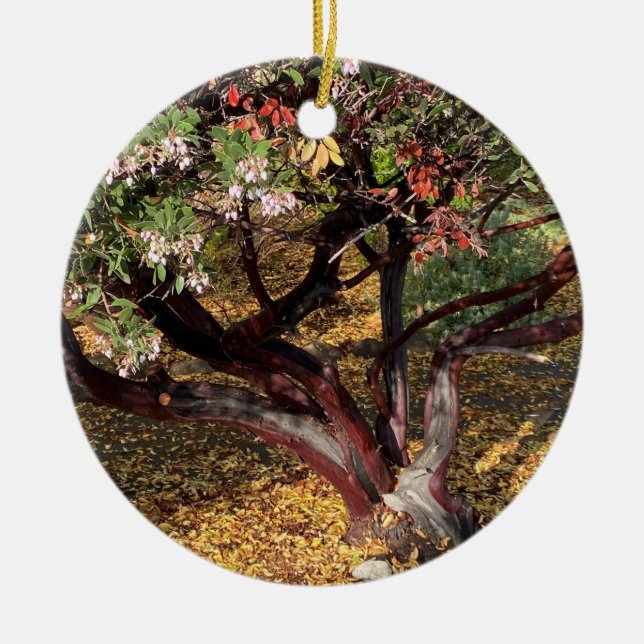 A Blooming California: Manzanita Ceramic Ornament (Front)