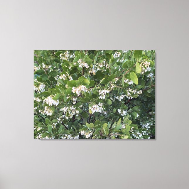 A Blooming California: Manzanita Dr. Hurd Canvas Print (Front)
