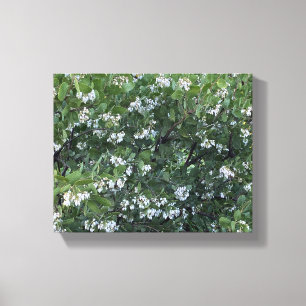 A Blooming California: Manzanita Dr. Hurd Canvas Print